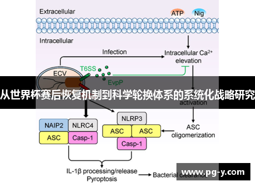 从世界杯赛后恢复机制到科学轮换体系的系统化战略研究 从世界杯赛后恢复机制到科学轮换体系的系统化战略研究